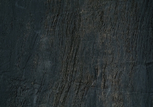 Elephant Photo Album